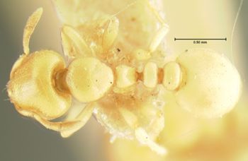 Media type: image; Entomology 20971   Aspect: habitus dorsal view